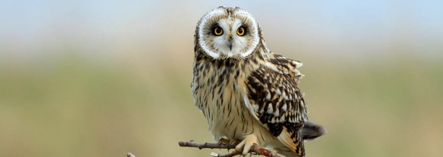 short-eared owl (Asio flammeus) Cuxhaven Germany